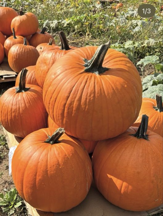 Sprzedam dynie 1zl/kg