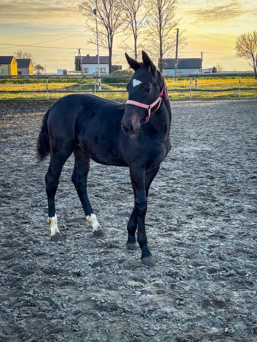 Ogierek śląski BARON