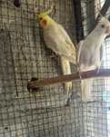 Vendo casal de Caturras