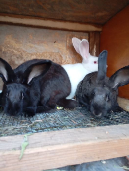 Кролики . Каліфорнія , термонці , полтавське  срібло . Різного віку ,.