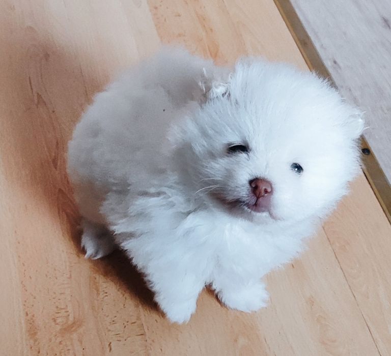 Хлопчик  шпіц продам..