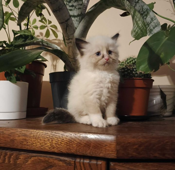 Kotka Kocurek Syberyjski Neva Masquarade ROOWÓD dla ALERGIKÓW