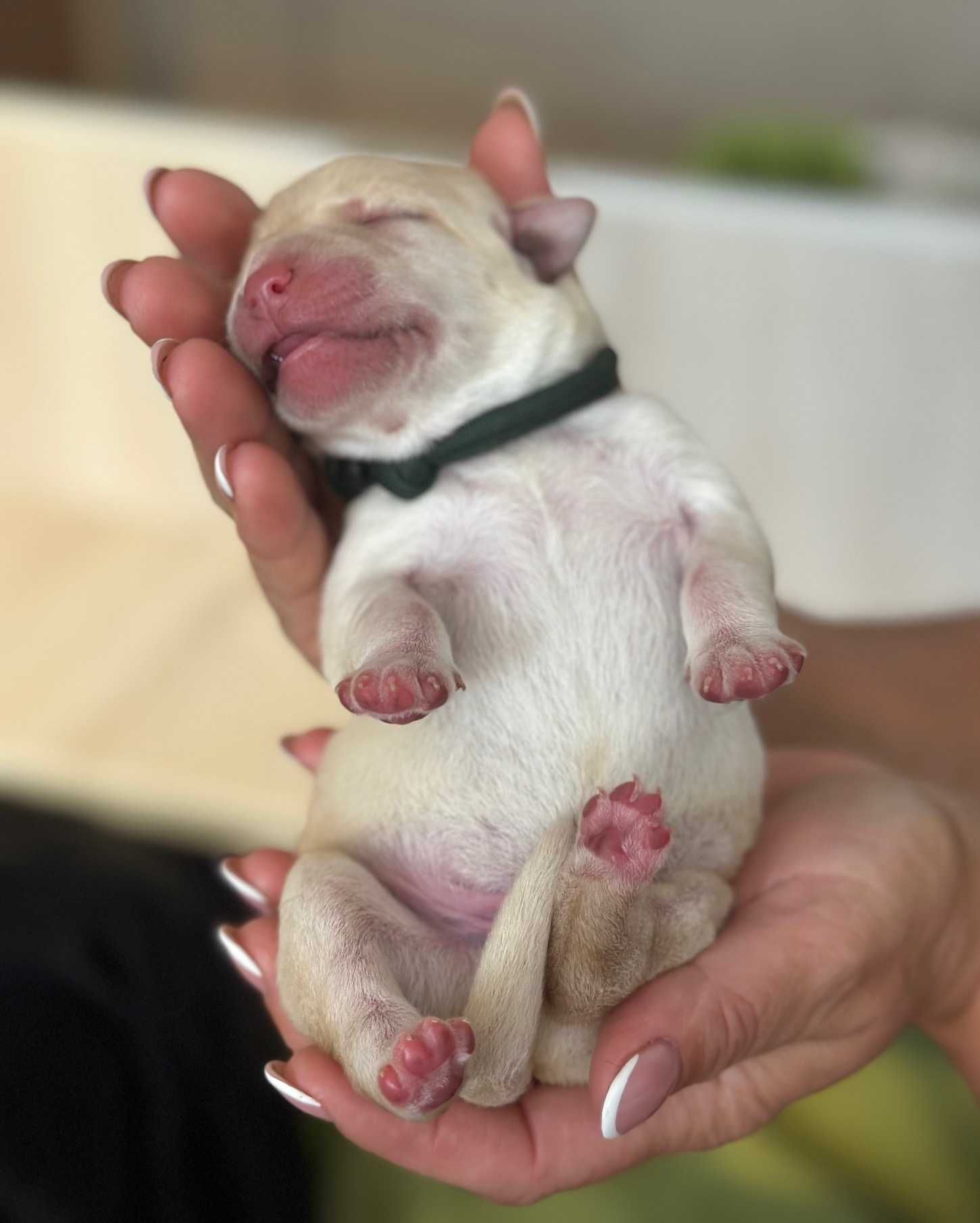 Labrador Retriever FCI, żółte szczenie po doskonałych rodzicach!