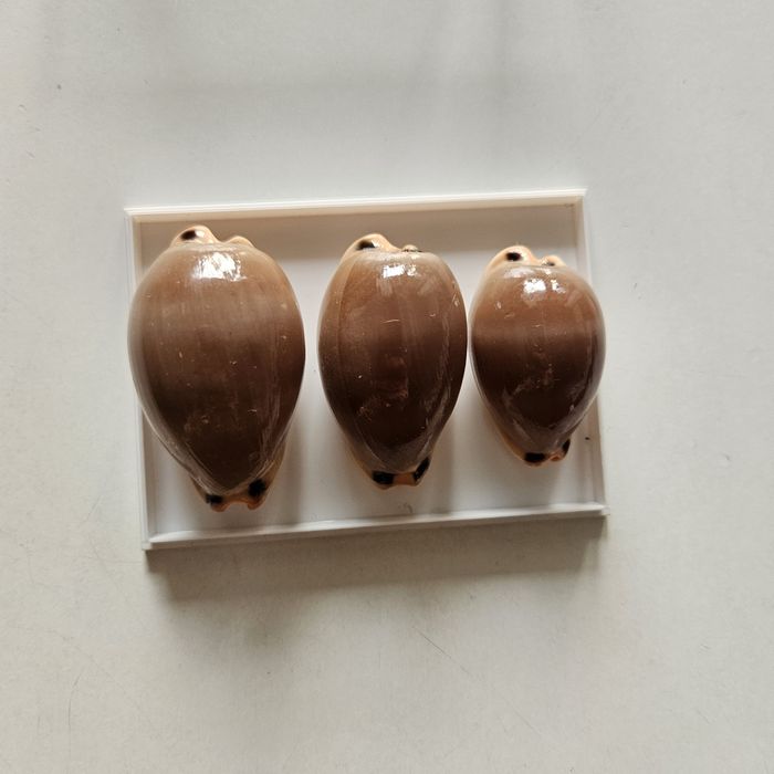 Muszle morskie cypraea lurida 3 sztuki