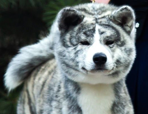 Кобель Акита ину на вязку.