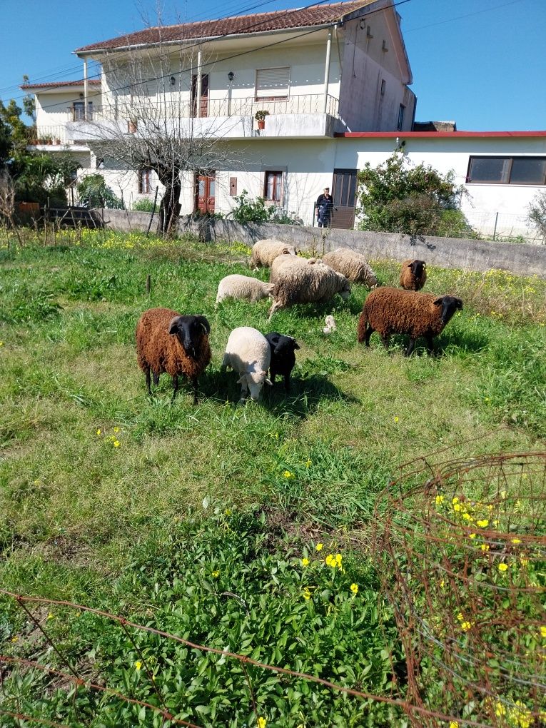 Vendo ovelhas e borregas