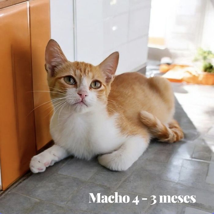 Gatinho bebés para Adoção consciente.