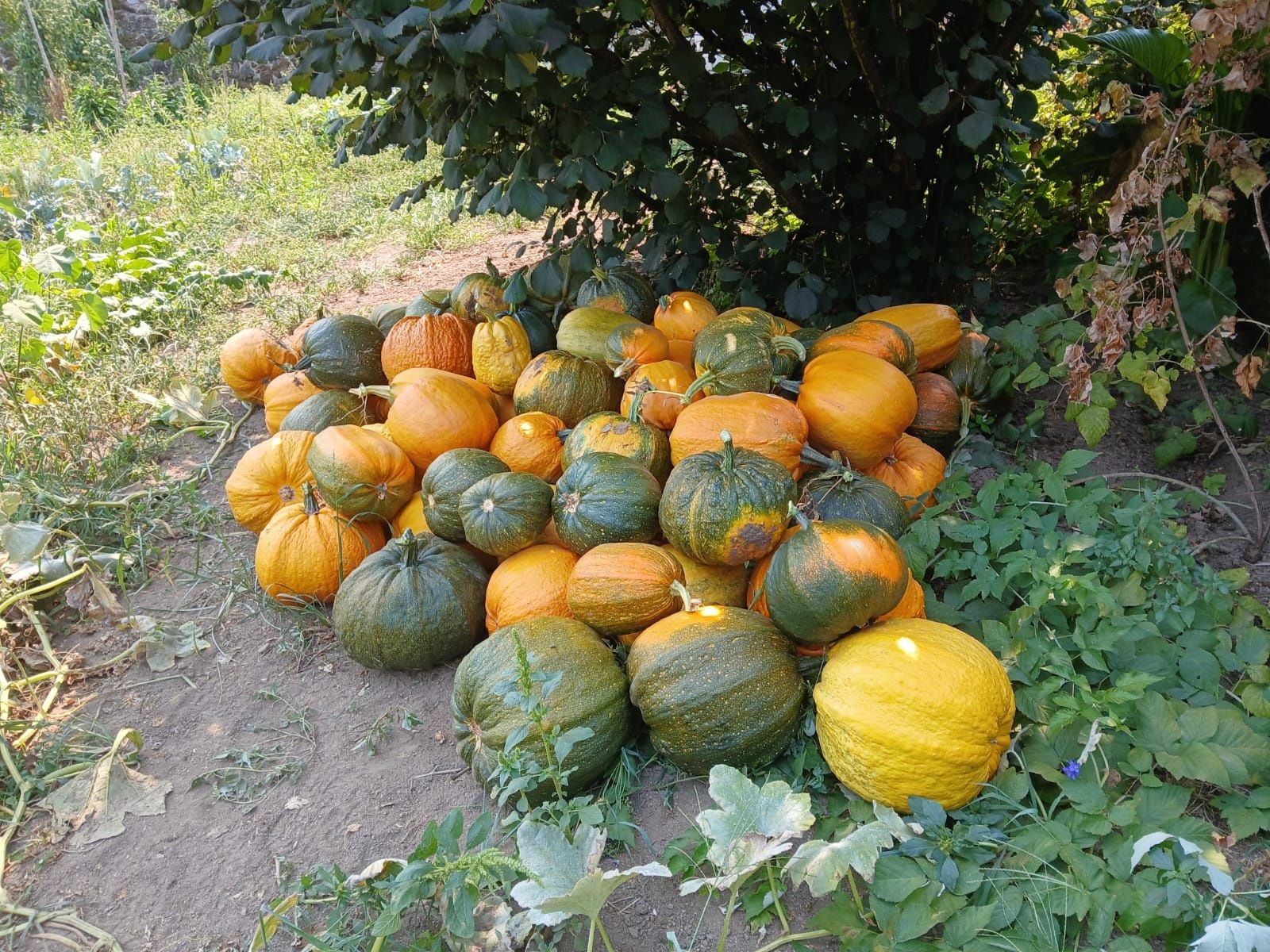 Venda de abóboras