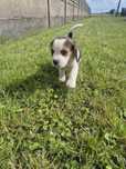 Beagle Tricolor piesek