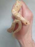 Heterodon zachodni samiec albino conda