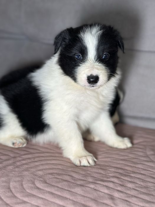 Czarno biała suczka border collie
