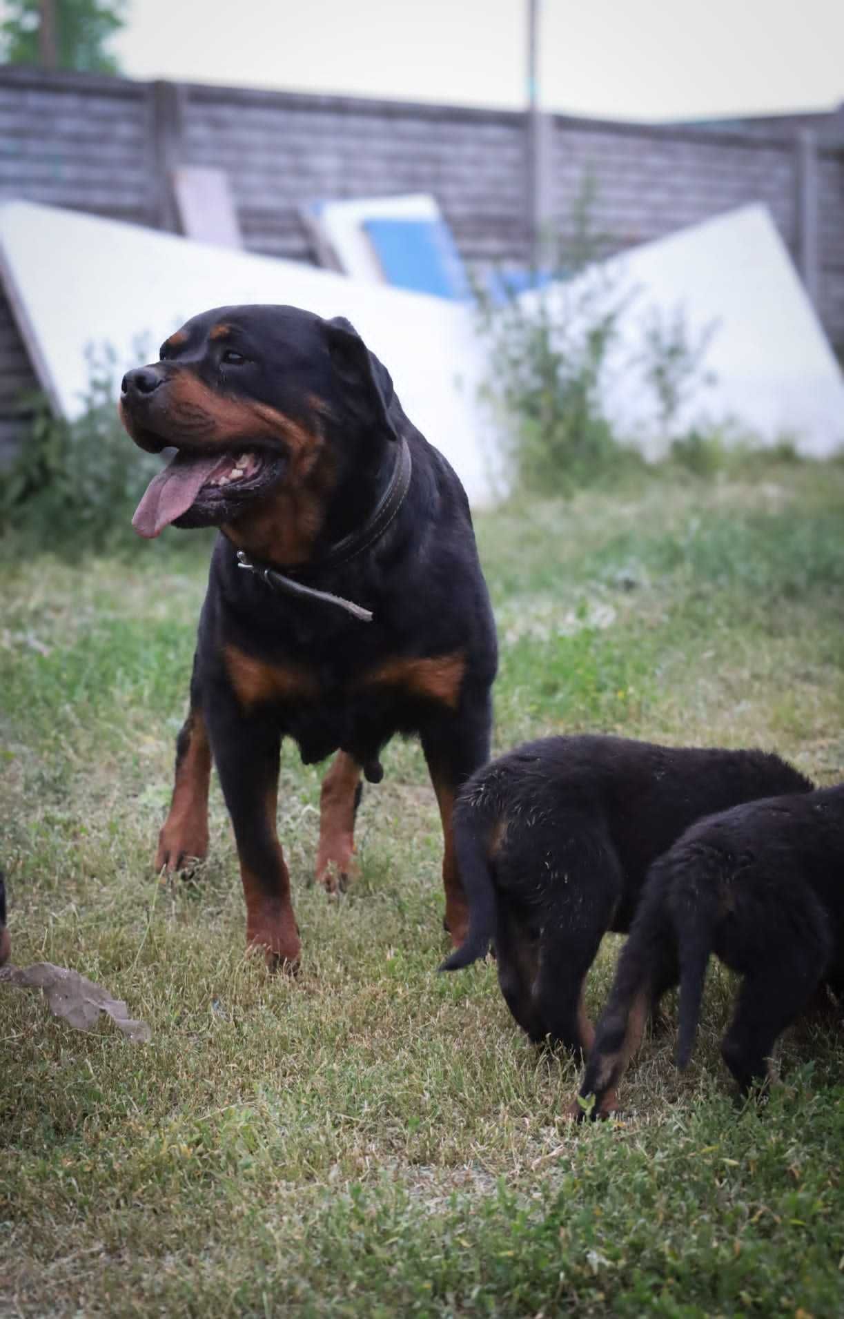 Piekny szczeniak szuka domu