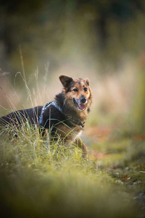 Hela - prześliczna suczka w typie owczarka ADOPCJA