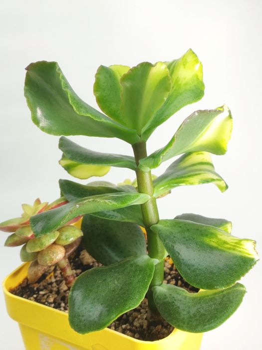 Красула, грошове дерево, толстянка, денежное дерево