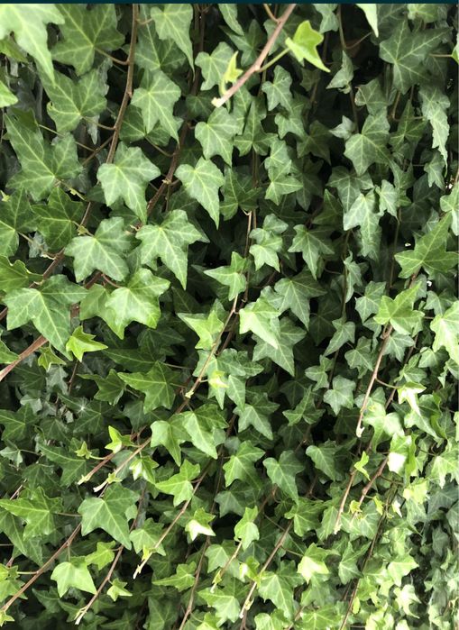 Плющ вечнозеленый