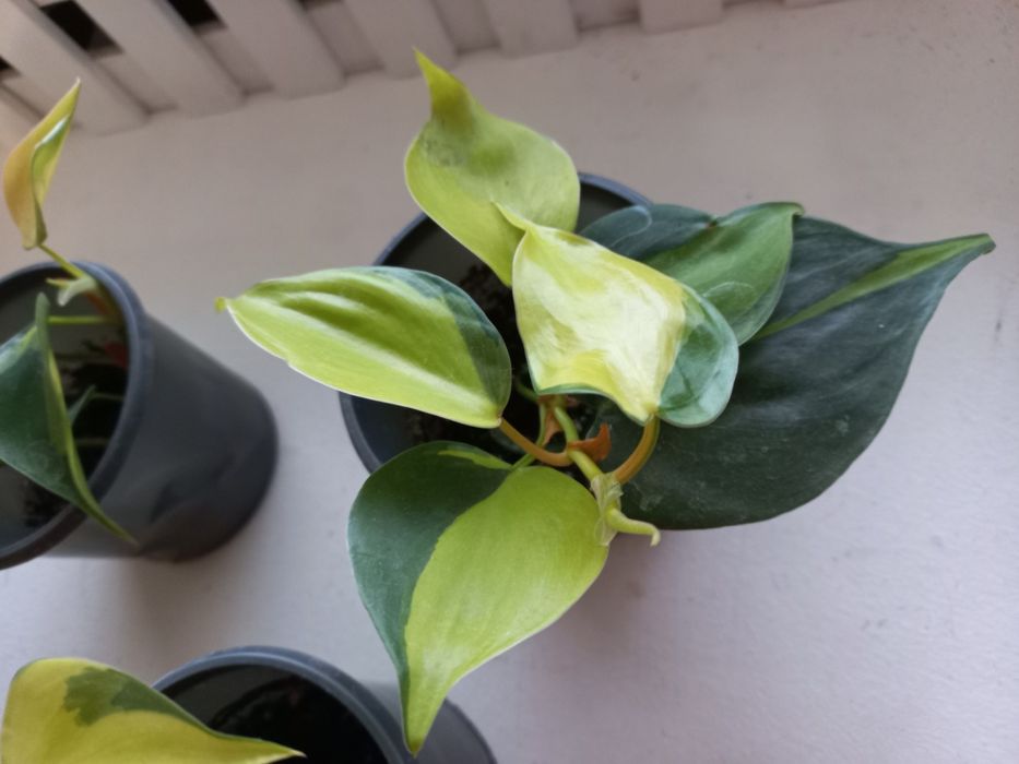 Филодендрон. Продам. Весеннего укоренения.Цена 120 гр.за один