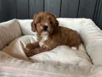 Cavapoo piesek F1