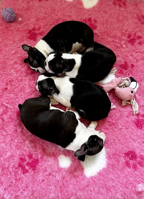 Boston terrier szczenięta FCI