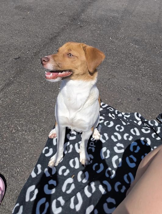 Adoção responsável