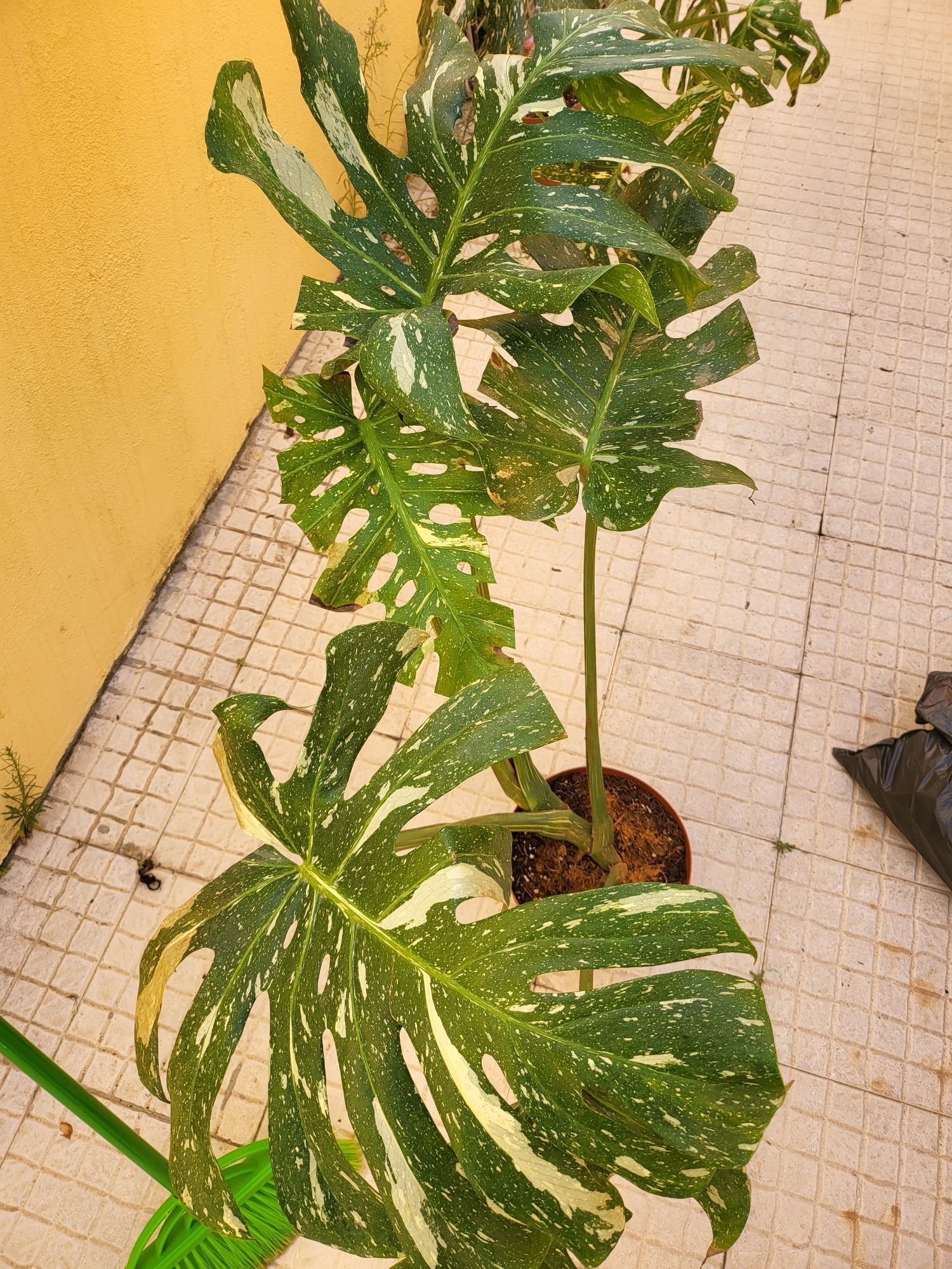 Monstera thai constelation