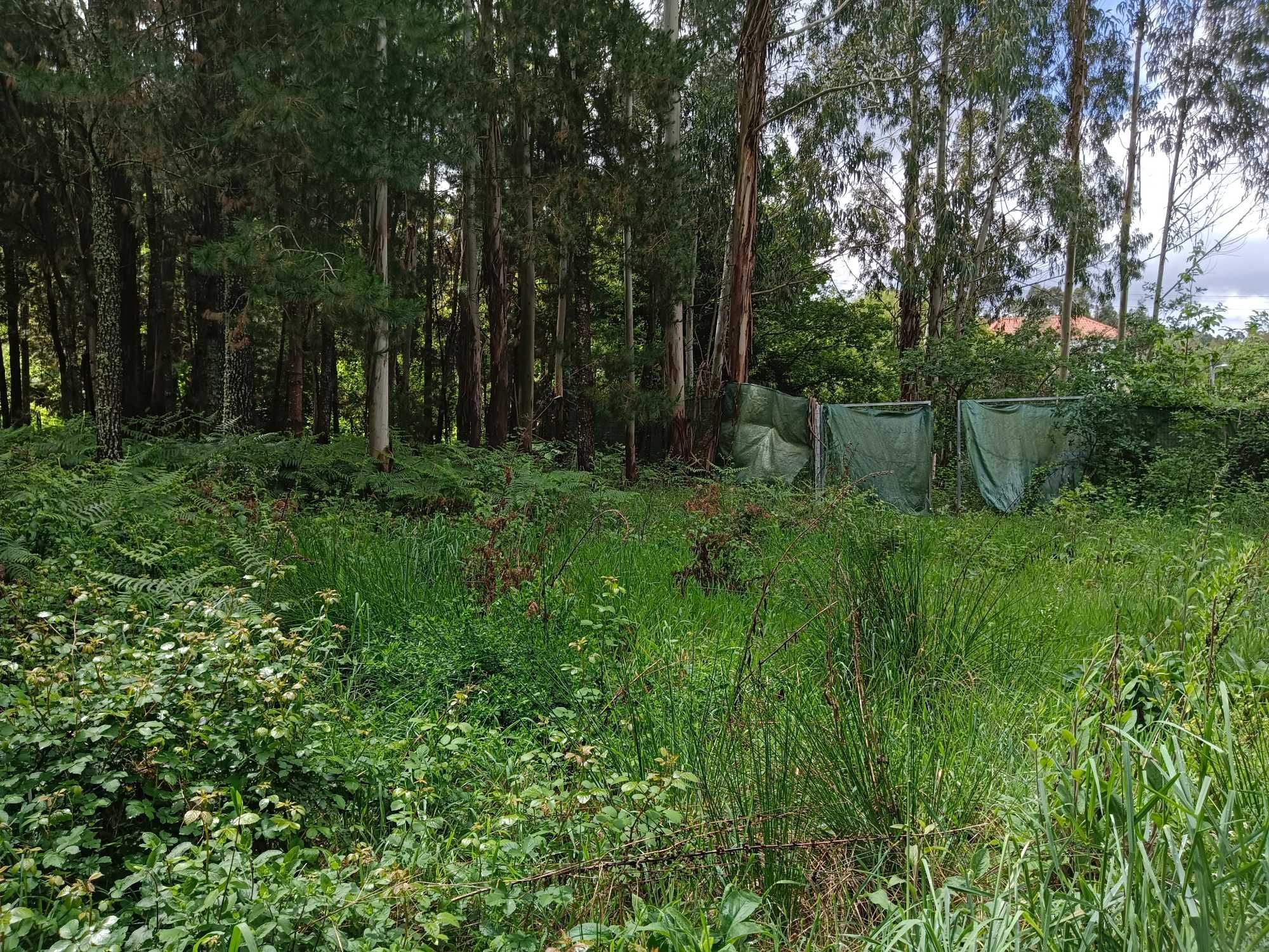 Terreno Rústico na aldeia do Fojo na Serra de Penela