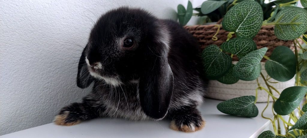 Mini Lop królik gotowe do odbioru
