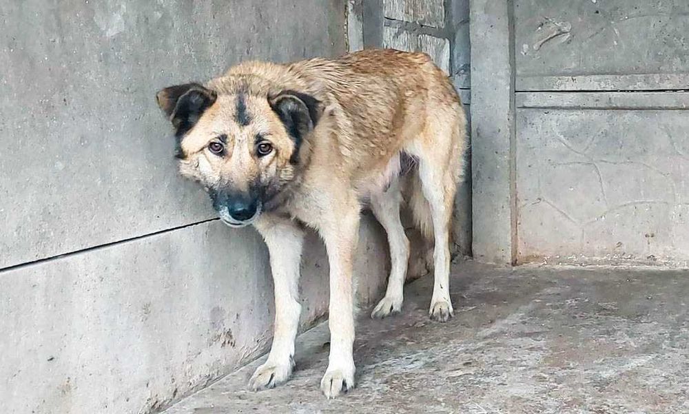 MALEZJA - sunia prosi o dom