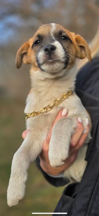 Цуценя метис джек рассел