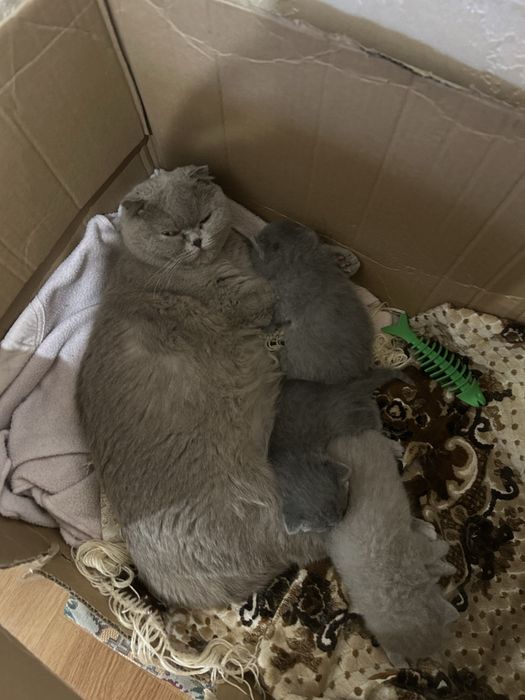 Британські кошенята