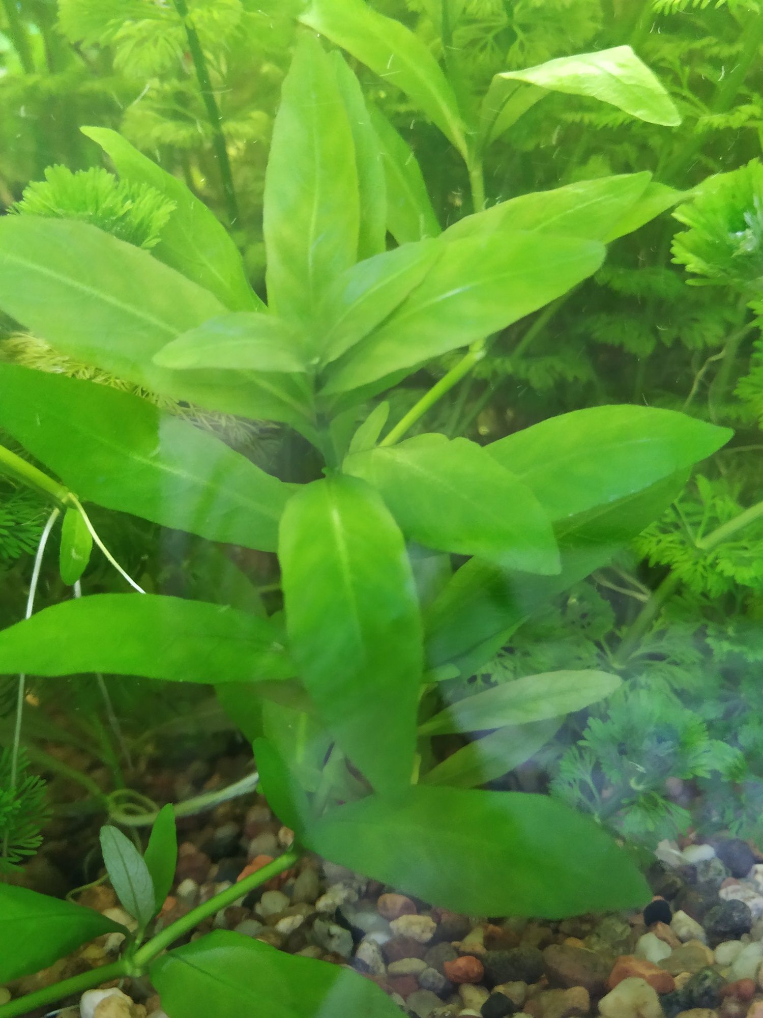 Hygrophila corymbosa siamensis roślina akwariowa orzech wodny WYSYŁKA