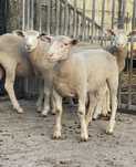 1 borrego e 3 borregas île de france ( vendo separado)