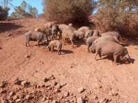 leitões cruzados pietran/Duroc, porcos pretos