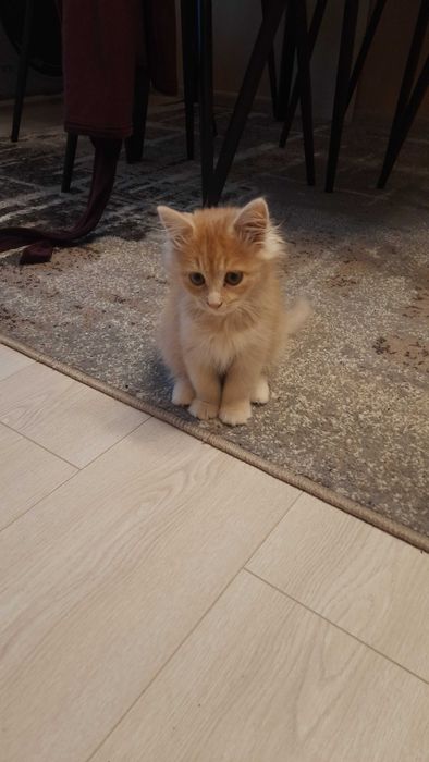 Котик в добрі руки