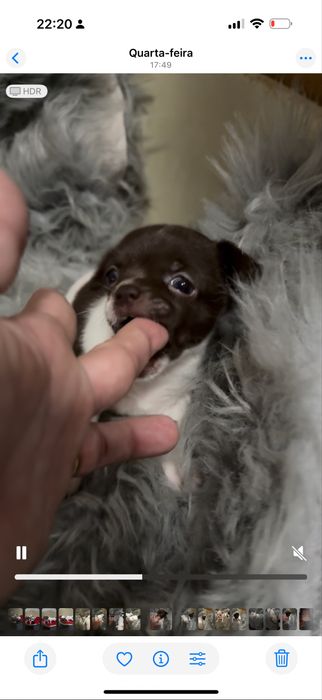 Lindo menino “CHIHUAHUA”