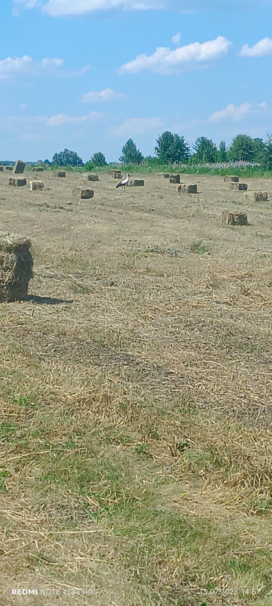 Продам сіно і солому