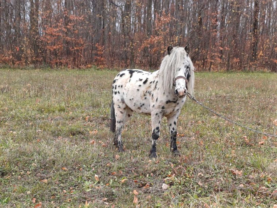 TARANT-OGIEREK księga główna Licencja tarantowaty