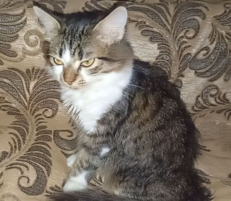 Красавчик котёнок, мальчик, июнь