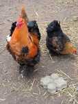 Cochiny olbrzymie