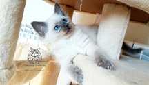 Ragdoll Felis Polonia Badania Genetyczne