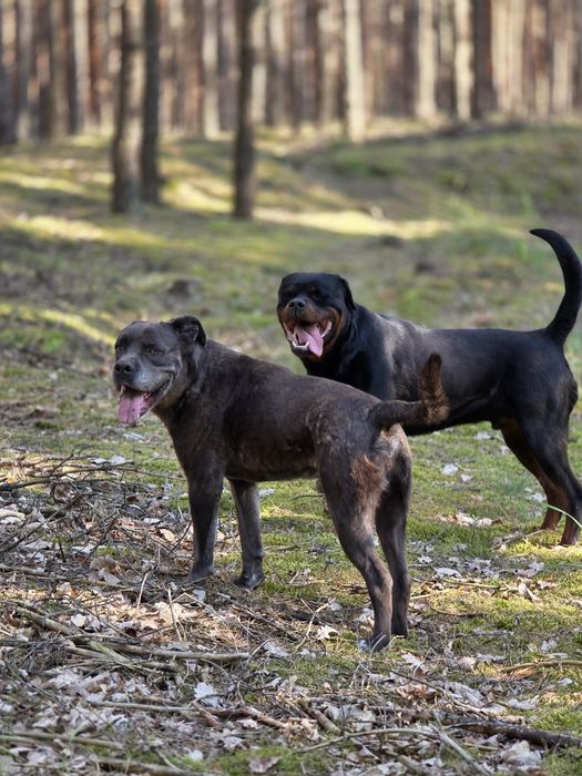 Rottweiler za darmo
