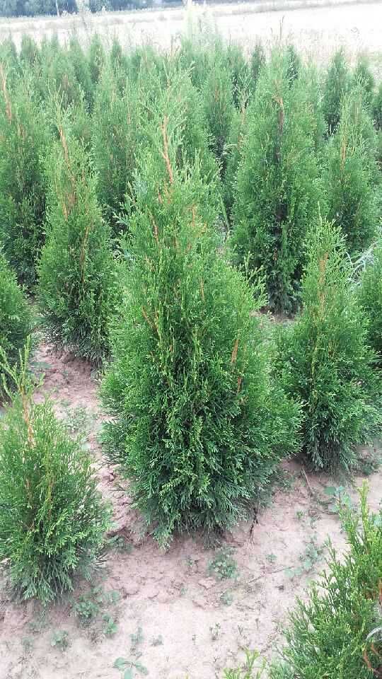 Tuja Thuja Szmaragd