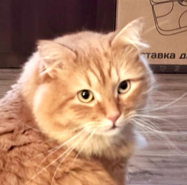 Роскошный пушистый рыжий кот 3г рудий котик кіт