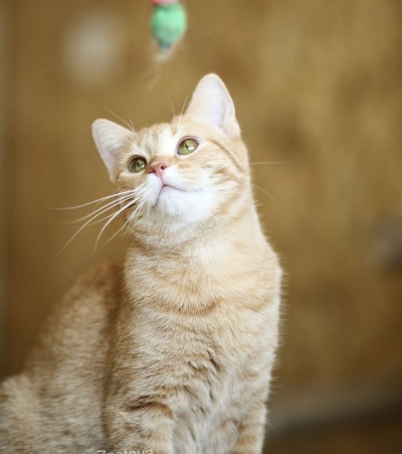 Солнечная кошка Фанта 1,5 года, рыжая кошечка, красавица