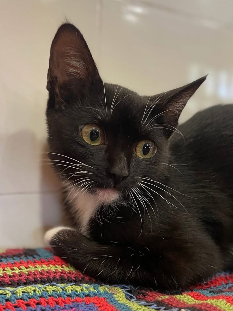 Procura-se um lar para a Tieta, com 3 meses