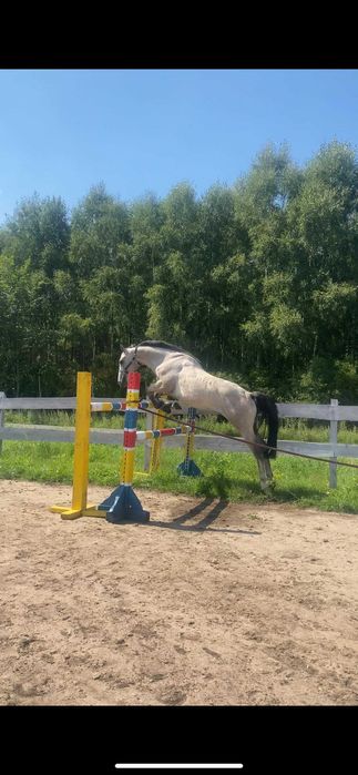 Piękny wałach do wysokiego sportu