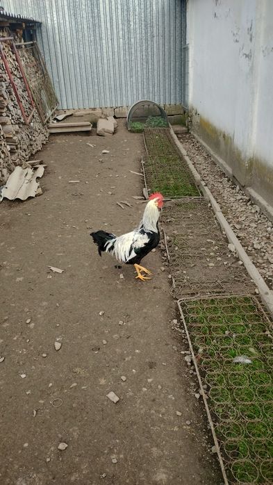 Kogut Włoszka srebrna