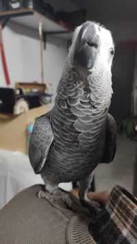 Papagaio cinzento Fêmea