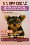 Sprzedam york suczka terrier