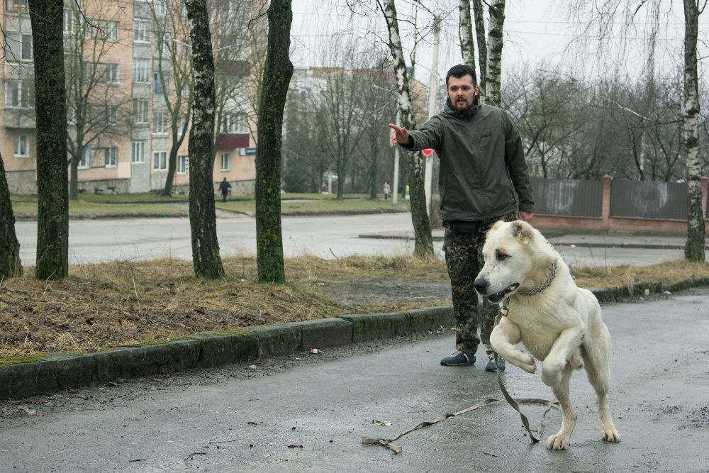 Tresura, szkolenia psów, Profesjonalne szkolenie Warszawa