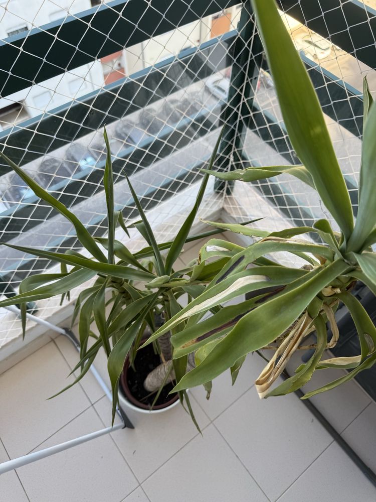 Vendo planta YUCCA ELEPHANTIPES